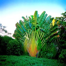 TRAVELERS PALM TREE SEEDS (Ravenala madagascariensis) Bird of Paradise Plant picture
