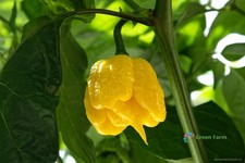 50 Seeds Hottest Chili Pepper X Balcony Indoor Potted Edible Plants Home Garden picture