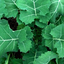 Premier (Early Hanover) Kale Seeds | Heirloom / Non-GMO |  | 1101 picture