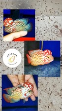 Fry Flowerhorn Kamfa F2 Gen Gb, Gen Big Kok, High Quality,  ( 1.5-2 In ) picture