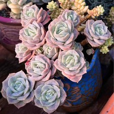 Rare Hybrid Graptoveria Lovely Rose Imported Succulent Plant 1-Head 1-2