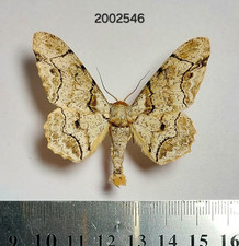 Geometridae sp.   #2546 NORTH THAILAND picture