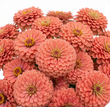 Zinnia Benary’s Giant SALMON Cut Flower Garden 4-6