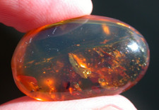 Fascinating 70 Blood Sucking Flies in BLUE Burmese Amber Fossil Dinosaur Age picture