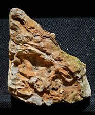 Ozark Fossil Rock – Crinoid/Bryozoan Matrix with Quartz Druzy Pocket picture