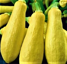 Early Prolific Straightneck Squash 30 SEEDS NON-GMO -BUY (4) ITEMS  picture