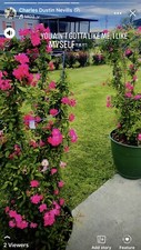 Peggy Martin Rose Cutting ‼️ (10) 10 Inch Cuttings ‼️ picture