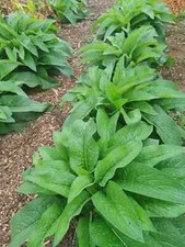 Russian Comfrey Live Root Cuttings - Bocking 14 Cultivar (10 Rhizomes) picture