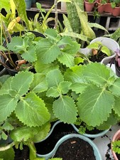 Cuban Oregano (ORGANIC) Well Rooted plant (1x 6-8 Inches) picture