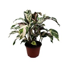 Calathea Stella, 6 inch, Beautiful White Variegated House Plant Lietzei Fusion W picture