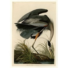 Audubon - Great blue Heron - Plate 211 - 30x40 Inch Rolled Canvas Wall Art Print picture