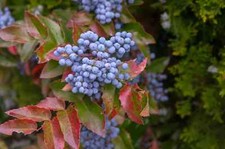 1-1000 PCS Creeping Barberry Tree Seeds Fruit Blue Mahonia Repens Berberis 0154 picture