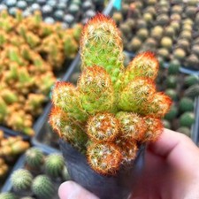 Mammillaria Elongata Lady Finger Live Cactus Copper King, Plants Rare Plants US picture