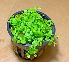 *BUY 2 GET 1 FREE* Micranthemum Monte Carlo Easy Carpet Live Aquarium Plant ✅ picture