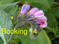 Russian Comfrey Live Root Cuttings - Bocking 14 Cultivar picture