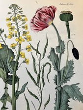 Calwer Plant Science 1852-1855 - Very Rare, Complete, 76 Col. boards picture