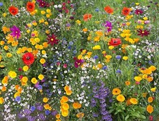 Hummingbird and Butterfly Wildflower Mix, 17 Stunning Species,  picture