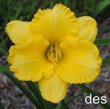 Daylily ~ GOLD MINER'S CACHE ~ Beautiful Late season bloomer ~ Daylilies ~ PLANT picture