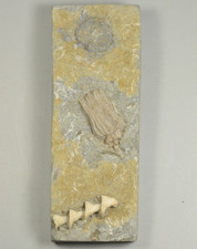 Crinoids, Bryozoan, Dizygocrinus, Lepidocidaris, archimedes worthei, Illinois picture
