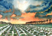 Oxnard Strawberry Field :  Signed Limited Ed. :  Sandra Watercolors™ California picture