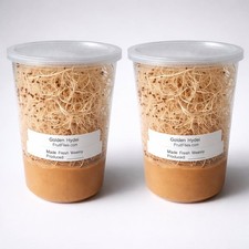 Fruit Fly Culture 2 Pack Live Hydei Melanogaster Feeder Insects Reptiles Inverts picture