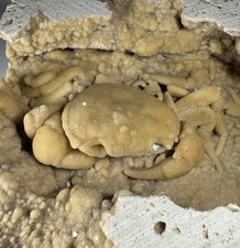 Large Travertine Crab Fossil Turkey, Fossil Travertine Crab Potamon Crustacean picture