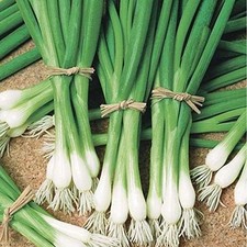 Warrior Bunching Onion Seeds - 25+ Seeds for Gardening and Greenhouses picture