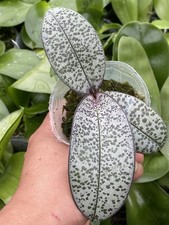 Original Phal Phalaenopsis schilleriana silver leaf-FRAGRANT picture