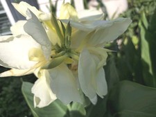 2 beautiful Alaskan White Canna Lily Rhizome Bulbtubers perennial  picture