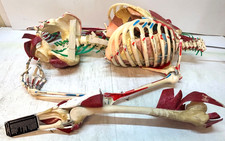 Skele-Torso Anatomy Medical Plastics Laboratory SK-2500 Torso (No Skull) T1183 picture