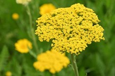 500 GOLD YARROW SEEDS | SALE NON GMO HEIRLOOM picture