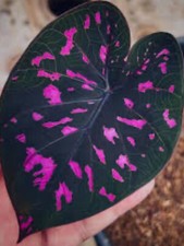 AUTHENTIC Caladium  Equador 1 bulbs picture