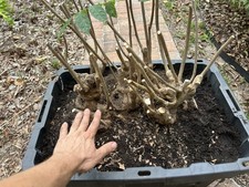 Purple Japanese Wisteria Pre Bonsai Plant Flowers Fragrant (Very Old) picture
