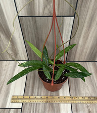 Hoya SP.  SR-2007-13  From Loei Province Shipped In 5