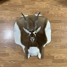 Blackbuck Antelope Shoulder Mount Hide Rug Taxidermy Trophy Wall Display picture