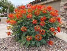 MEXICAN RED BIRD of PARADISE SEEDS (C. Pulcherrima) DWARF POINCIANA Flower Shrub picture