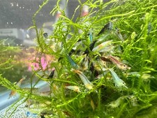40 + 2 Pack Cull🦐 Freshwater Neocaridina Shrimp Beginner Pack picture