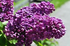 Agincourt Beauty Lilac Plant Live Starter Purple Fragrant Flowers picture