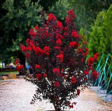 Ruby Thunderstruck  Crape Myrtle Starter Lagerstroemia  Rooted 