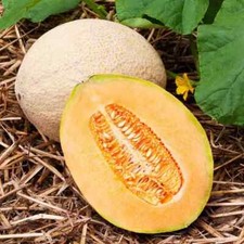 Hales Best Jumbo Cantaloupe Seeds | Heirloom / Non-GMO |  | 1050 picture