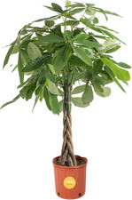 Costa Farms Live Money Tree (Pachira Aquatica), 3-4 Feet Tall, Large Indoor Plan picture