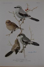 Antique Bird Art Ornithology Birds of New York Northern Shrike 1923 History picture