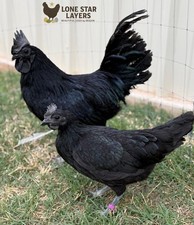 Elite Dark Genetics Bundle - Ayam Cemani / Zombie 12+ Chicken Hatching Eggs NPIP picture