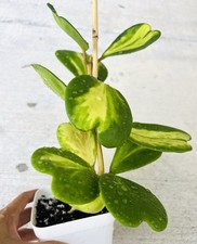 Hoya Kerrii Sweetheart Inner Variegate US seller exact picture Valentine picture
