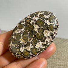 32g Natural Polished Leopard print Money Agate Stone picture
