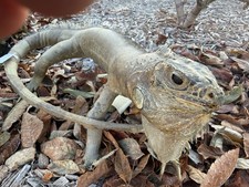 Vintage Taxidermy Iguana Lizard Reptile 17” Very rare Condition For age picture