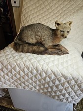 Vintage Gray Fox Full Body Taxidermy Laying Mount Natural Wood Base. picture