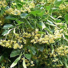 American Linden Tree Seeds Tilia Americana 2 Seeds Basswood Growing Instructions picture