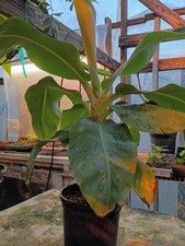 Lady Finger Banana in 1 Gallon Pot picture