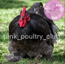 8 RARE high quality Bantam Cochin hatching eggs Mottled Porcelain Mille Frizzle picture